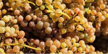 Campania – Visita in Cantina e Vigneti con Degustazione di vini e Pranzo a base di prodotti tipici vicino Caserta